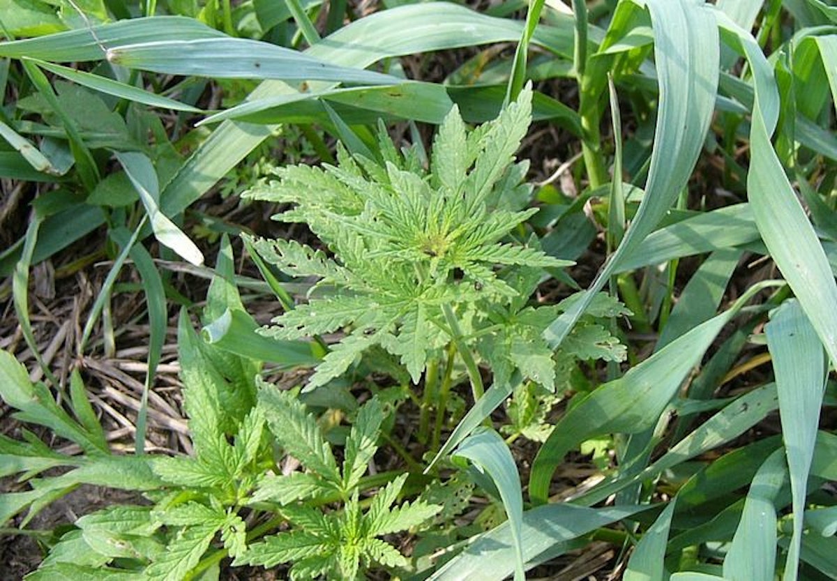 California Pot Farm Fire Reveals Troubling Trend Police Magazine