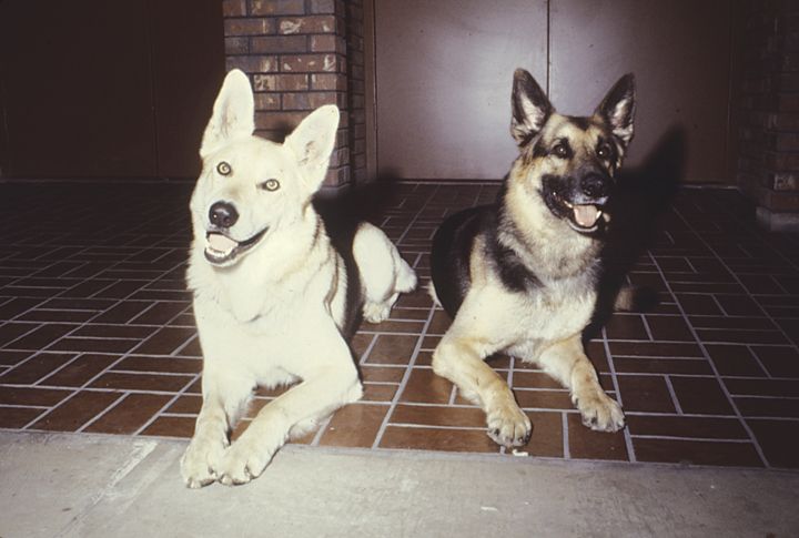 A retired K-9 and his handler’s current partner can usually coexist without much trouble. Just expect a little jealousy and some confusion on the part of the retired dog as he gets used to his new status.