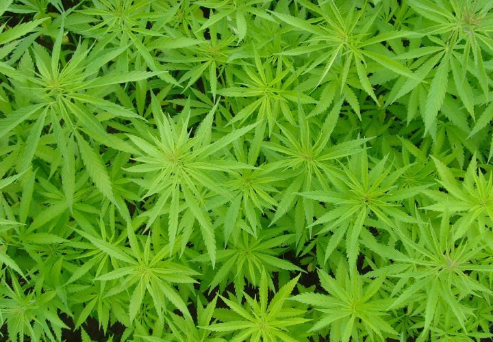 Photo via Flickr.com (Alexodus).