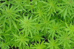 Photo via Flickr.com (Alexodus).