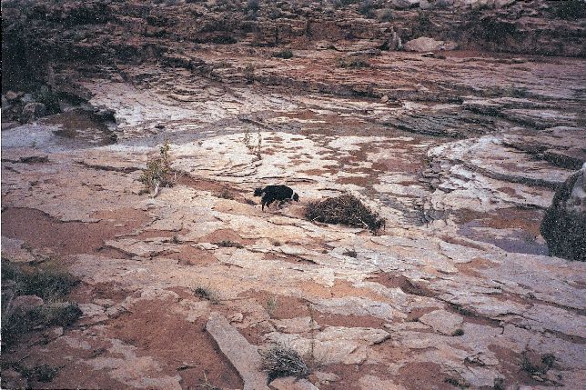 Missy clears a canyon where accused cop killers Jason McVean and “Monte” Pilon may be hiding.