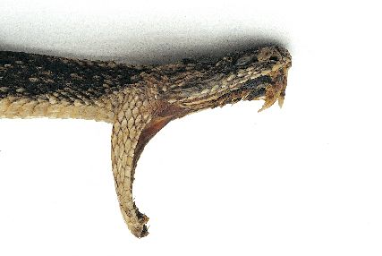 Shown are the fangs from a rattlesnake. As you can see, being struck would be like getting an injection with a short needle.