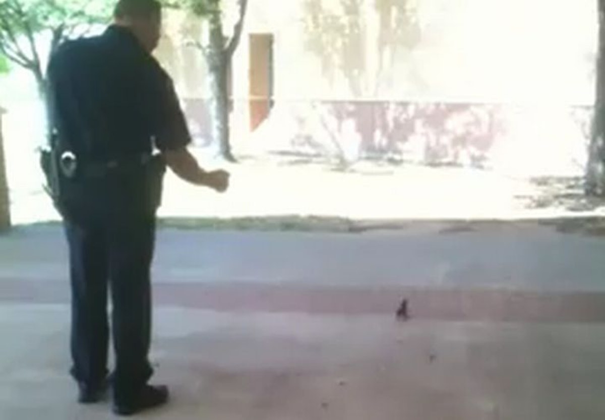 Video Officer Pepper Sprays Squirrel Police Magazine