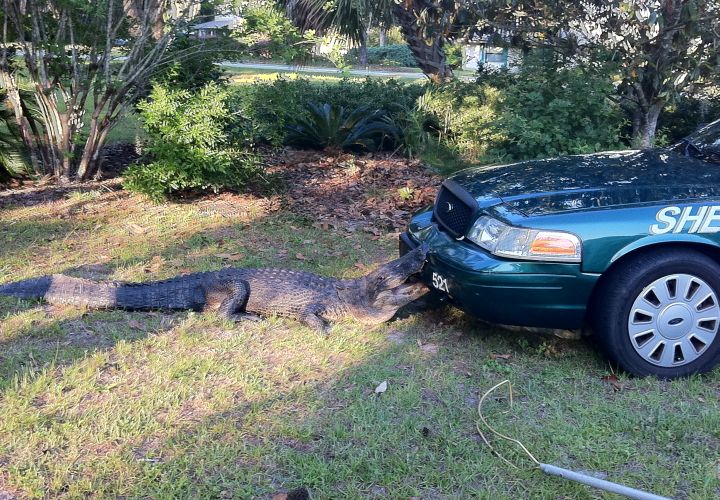 Photo: Alachua County Sheriff's Office.