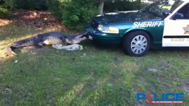 Gator Movie Screenshot 1