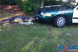 Gator Movie Screenshot 1