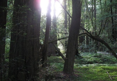 A view into a redwood forest in Mendocino County. Photo: kylewm.