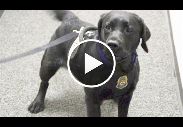R Career Blog Usf W K9