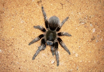Tarantula photo via Wikimedia.