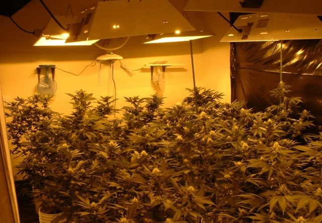Marijuana grow photo courtesy of DEA.