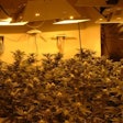 Marijuana grow photo courtesy of DEA.