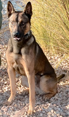 Albuquerque PD K-9 Rico (Photo: Albuquerque PD)