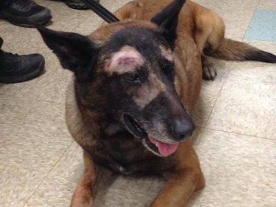 Mesa PD K-9 Jake is recovering from stab wounds. (Photo: Mesa PD)