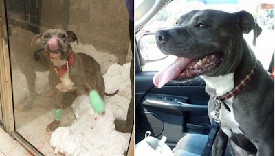 This photo from the Cleveland Police Facebook page shows Harvard the dog on the day he was rescued (left) and on the day he was released from the animal hospital.