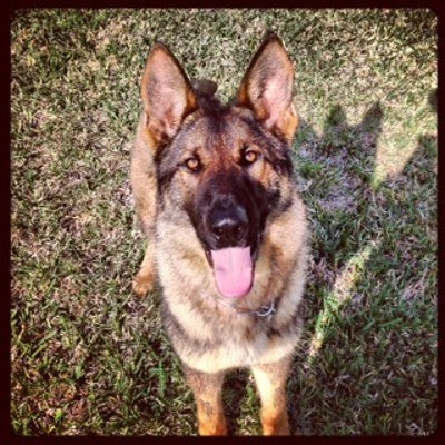 St. Johns County Sheriff's deputies believe their K-9 Baron was drowned by a suspect.