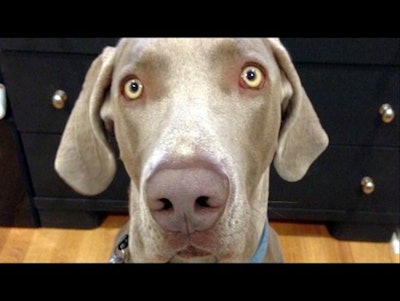 Salt Lake County Sheriff Jim Winder hopes training will prevent shootings of dogs in his jurisdiction. Pictured is Geist, 110-pound Weimaraner that was killed in June during the search for a missing child.