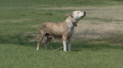 Just because a dog looks like a pit bull does not mean it is 'vicious' or even 'aggressive. You can only judge the animal as a threat by its actions. (Photo: National Canine Research Council)