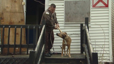 Planned law enforcement operation that involve locations guarded by dogs must include non-lethal means for neutralizing the dogs such as fire extinguishers and catch poles. Here, a Chicago animal control officer demonstrates use of a catch pole on a friendly animal.(Photo: National Canine Research Council)