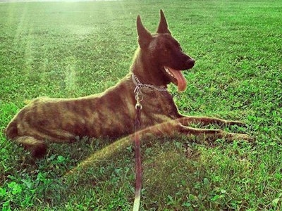 Wise County Sheriff's Office K-9 Pepper was killed flushing out a suspect Wednesday afternoon. (Photo: Wise County Sheriff's Office)