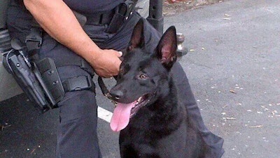 Renzo, a Coconut Creek, Fla., K-9 has been removed from the force for biting. (Photo: Coconut Creek PD)