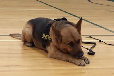 K-9 Turbo (Photo: Newaygo County Sheriff’s Department)