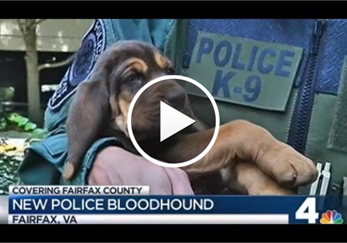 Bloodhound va sales