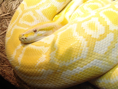 File photo of Burmese python. This is not the snake that was reportedly involved in the incident.