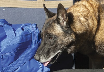 K-9s are only trained to recognize certain explosives and might miss some. Understand that even after a clean sweep you can't say with absolute certainty that there are no explosives on a campus. (Photo: iStockphoto.com)
