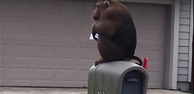 Pet monkey Zeek climbed up on a neighbor's mailbox and ate letters. (Photo: Sanford PD)