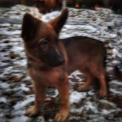 Russia donated a new puppy to carry on the memory of French K-9 Diesel. (Photo: eialeks via Instagram)