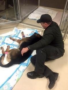 Canton Officer Ryan Davis comforts Jethro, his K9 partner who was shot several times early Saturday morning. The dog succumbed to his wounds on Sunday. (PhotoL Canton PD)