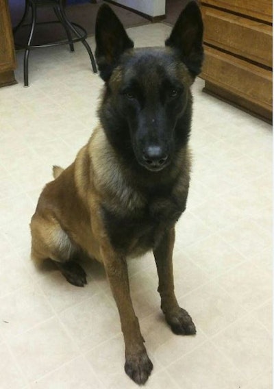 Fullerton PD K-9 Rotar was stabbed and is expected to be back on duty in a week. (Photo: Fullerton PD)