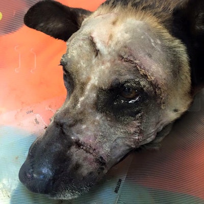 Las Vegas Metro Police K-9 Nicky is recovering from being slashed in the face with a machete. (Photo' Las Vegas Metro PD)