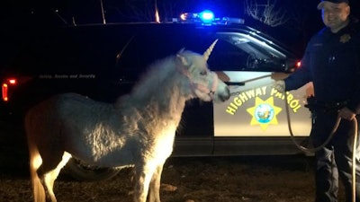 Juliet, the unicorn/shetland pony, was pursued by CHP troopers Wednesday on a roadway near Fresno. (Photo: CHP)