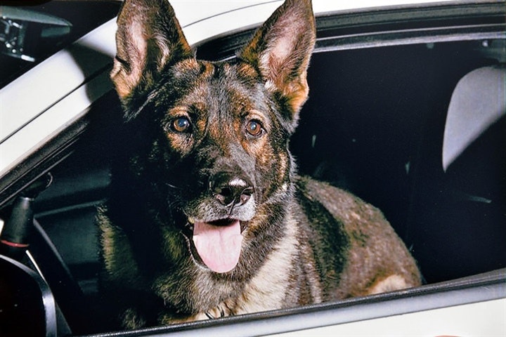 K9 Bruno took a bullet to his jaw protecting his partner, Officer RJ.