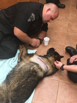 Springfield Township PD K-9 Pako was shot in the shoulder. He was treated and released. (Photo:Springfield Township PD)