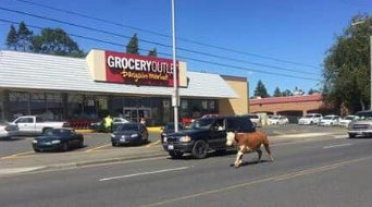 This cow escaped a fairgrounds and rampaged through Longview, WA, and injured an officer. (Photo: Facebook)