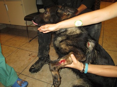 K-9 Hyde was stabbed twice. (Photo: Lakeland PD)