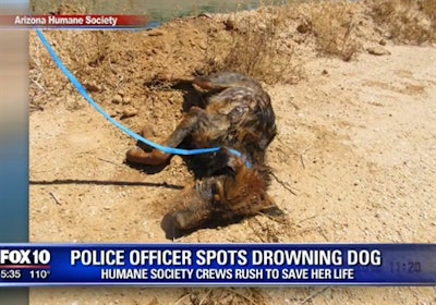 M 2016 08 18 1206 Phx Off Saves Drowning Dog 1