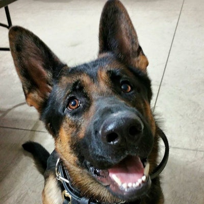 Canton Police Department K-9 Jethro was shot and killed in January by Kelontre D. Barefield. (Photo: Canton PD via Facebook)