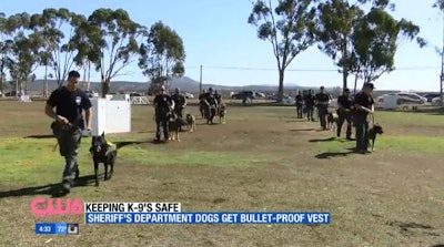 All San Diego County Sheriff's K-9s have now been outfitted with body armor. (Photo: CW6 Screen shot)