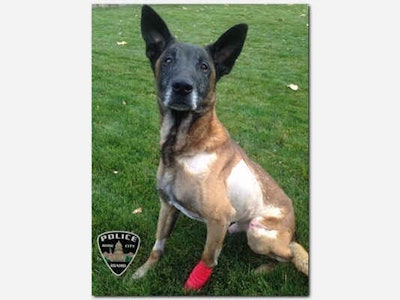 Boise PD K-9 Jardo died Wednesday from wounds he suffered in a shooting last Friday. (Photo: Boise PD)