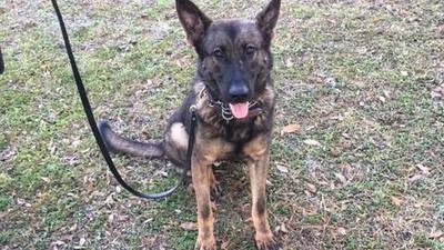 K-9 Forrest (Photo: Volusia County SO)