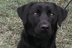 Payne, a Pembroke Police Department K-9, died 10 days after he was shot. No charges have been filed. (Photo: Pembroke PD)