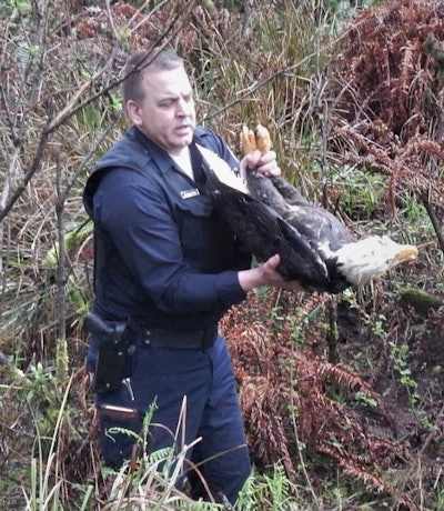 Oregon Trooper Paul Rushton picks up injured bald eagle earlier this month near Gold Beach. (Photo: Oregon State Police/Facebook)