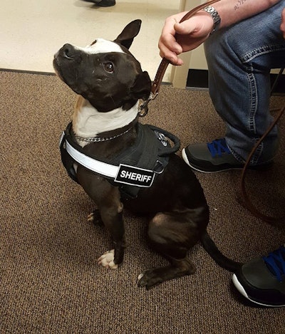 K-9 Phantom was rescued from an animal shelter. (Photo: Clay County Sheriff Facebook)