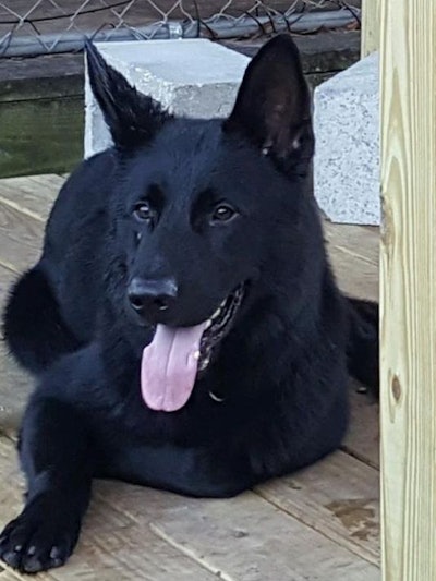 Sebastian (FL) Police Department K-9 Diesel was found dead Friday after being left in his handler's police vehicle. Temperatures reportedly reached 88 degrees that afternoon. (Photo: Sebastian PD)