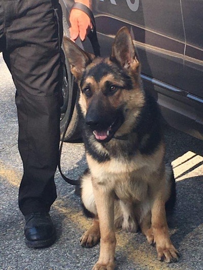 The Athol (MA) Police Department's new K-9 is named for Rob 'Gronk' Gronkowski, star tight end of the New England Patriots. (Photo: Athol PD)