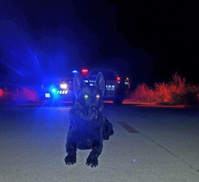 Dallas K-9 Drummer apprehened a shooting suspect while officers gave aid to the victim. (Photo: Dallas PD/Facebook)