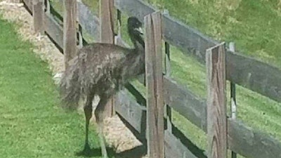 A Paulding County (GA) Sheriff's deputy apprehended this emu after a resident called 911 to report a lost 'ostrich.' (Photo: Paulding County SO)